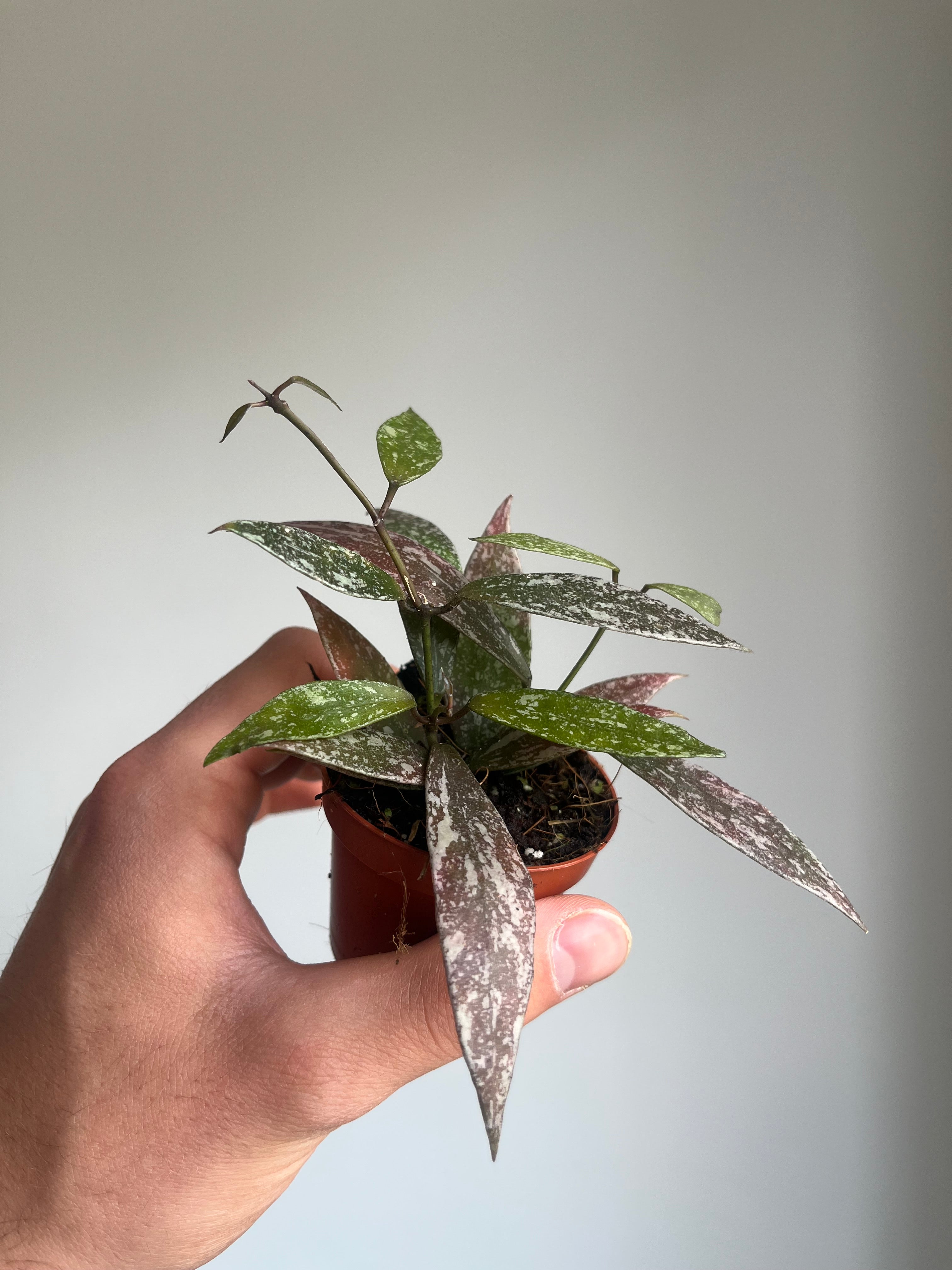 Hoya Lacunosa sp Laos