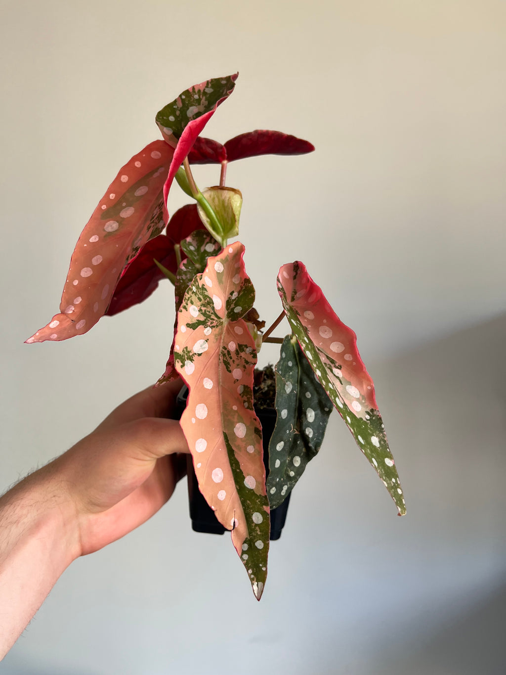 Begonia Maculata ‘pink’ #10