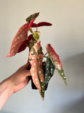 Begonia Maculata ‘pink’ #10