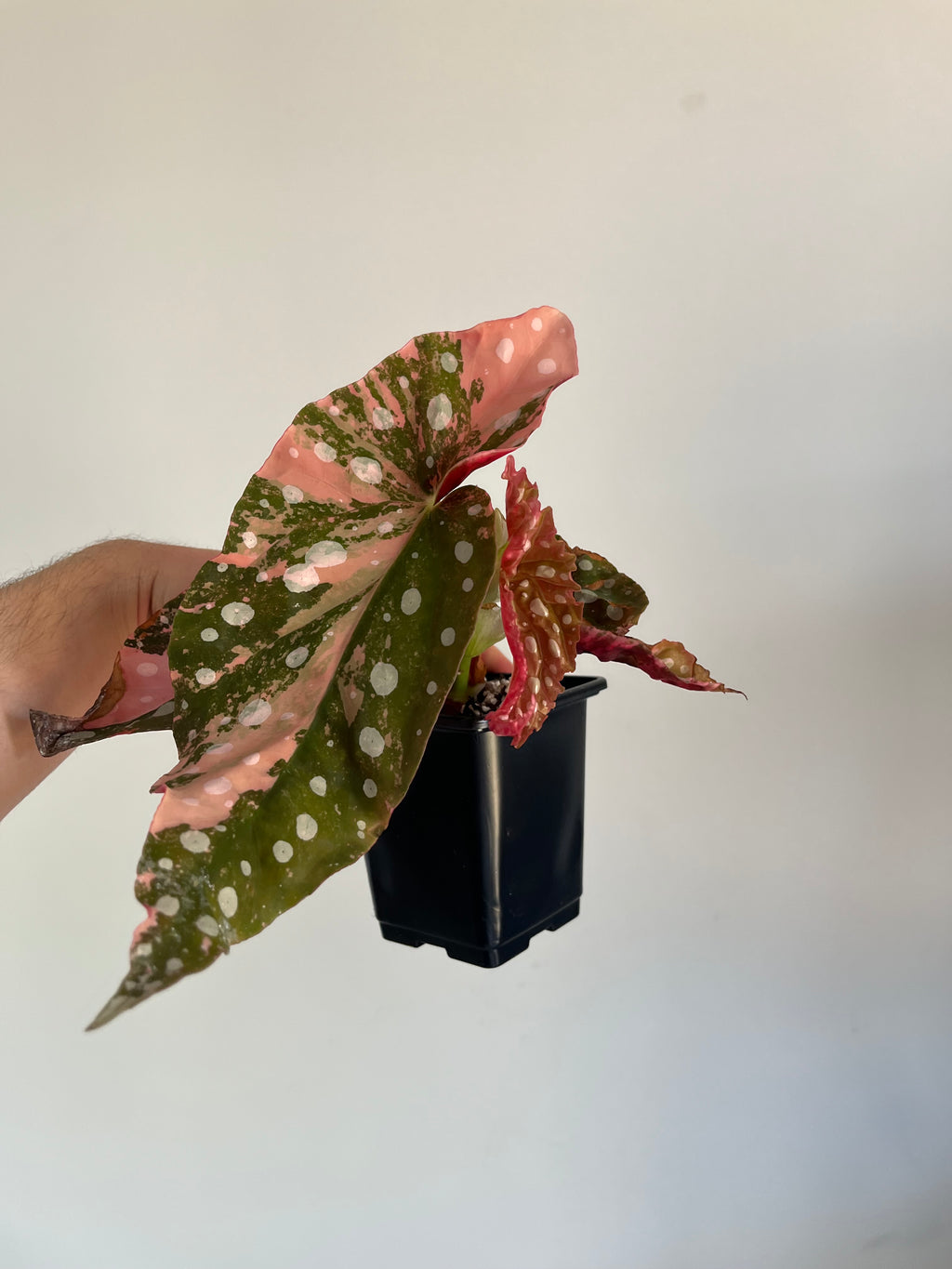 Begonia Maculata ‘pink’ #6
