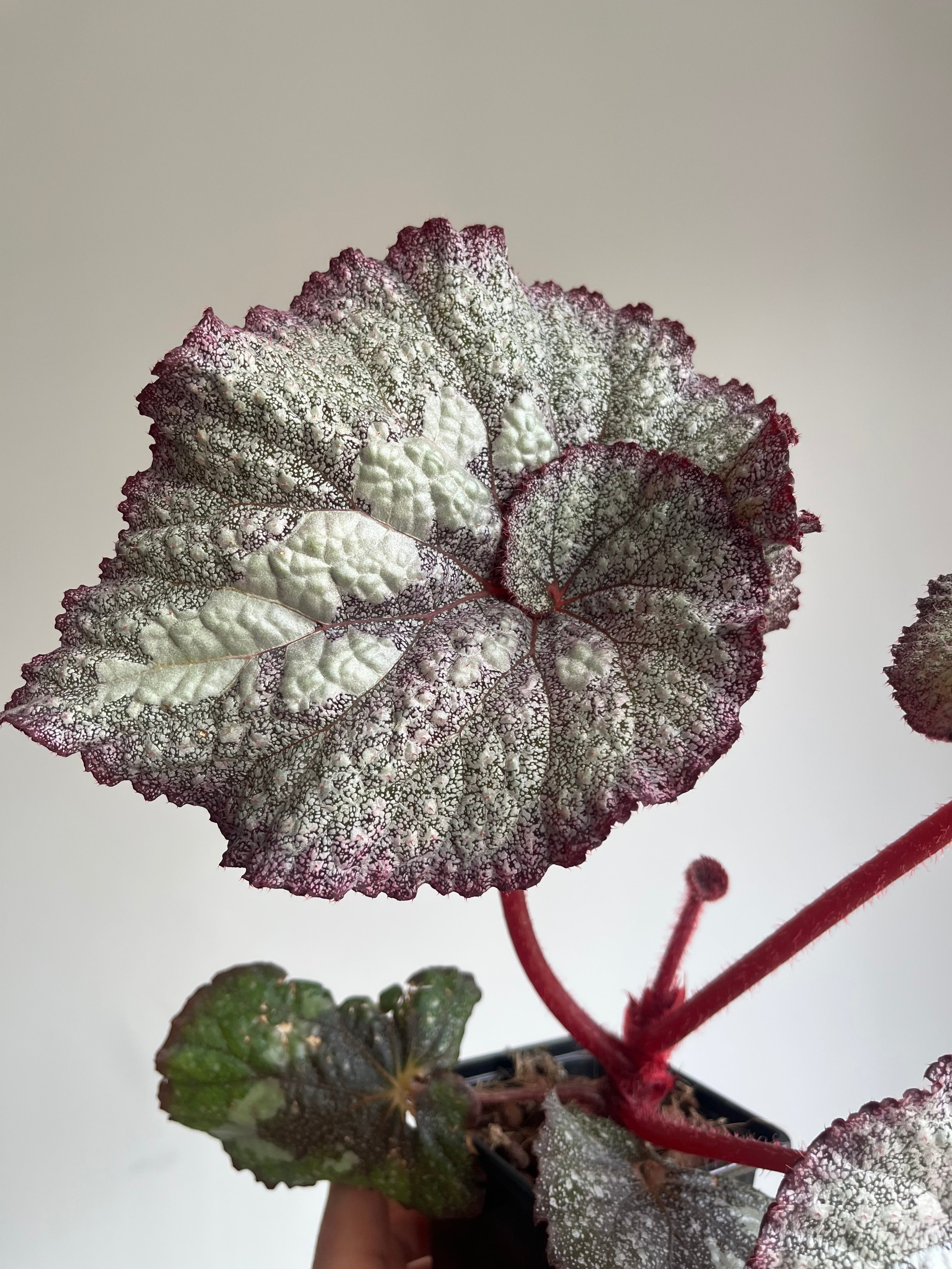 Begonia 'Super Universe'