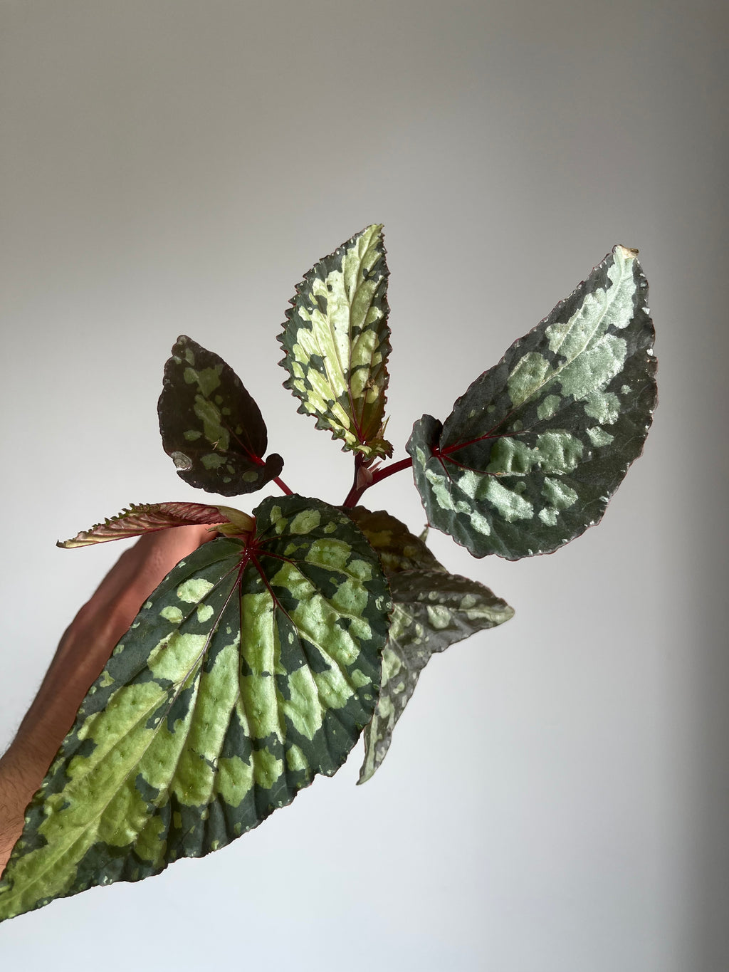 Begonia 'Lucifer'