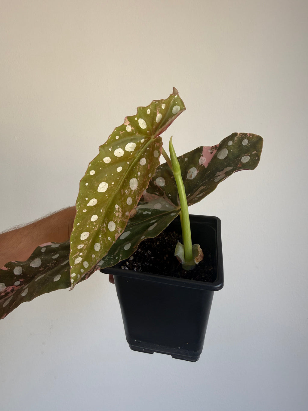 Begonia Maculata ‘pink’ #3