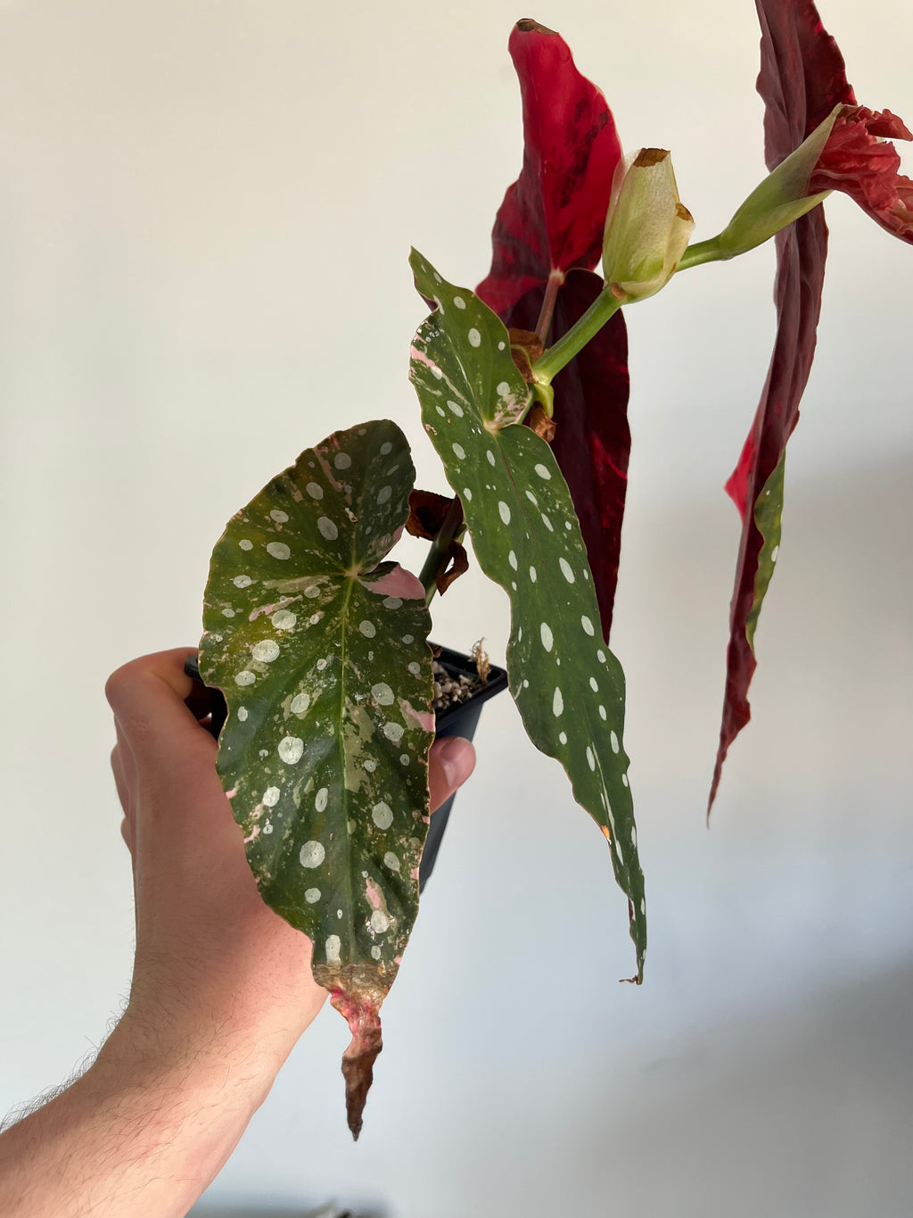 Begonia Maculata ‘pink’ #2