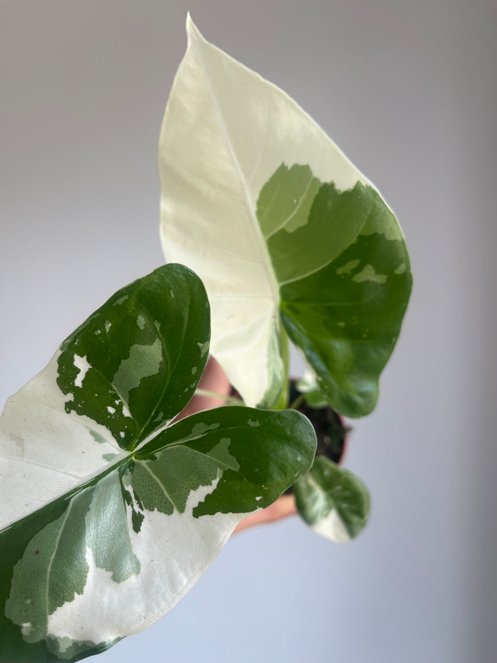 Alocasia macrorrhizos 'Variegata'