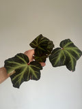 Begonia Soli Mutata (low variegated).