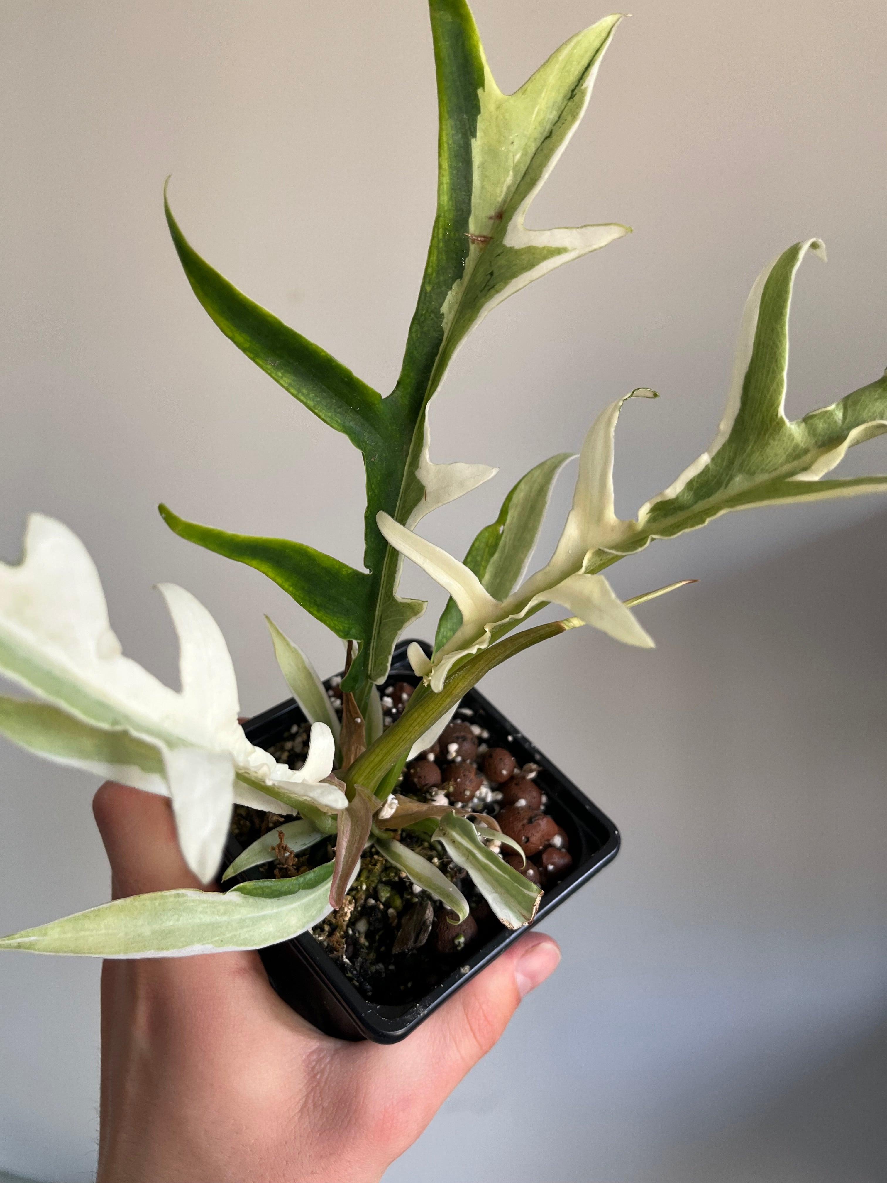 Philodendron Tortum Albo variegated