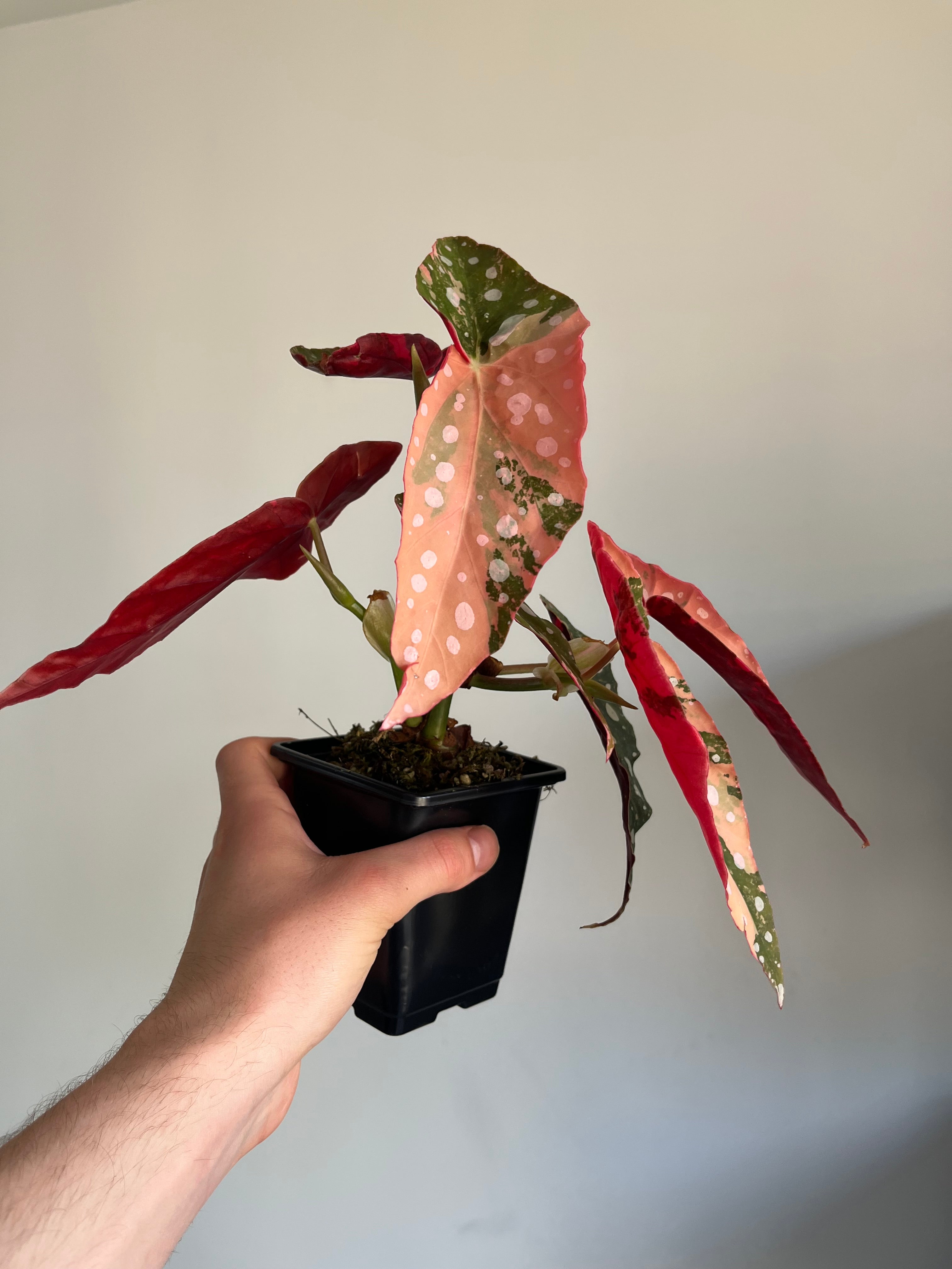 Begonia Maculata ‘pink’ #10