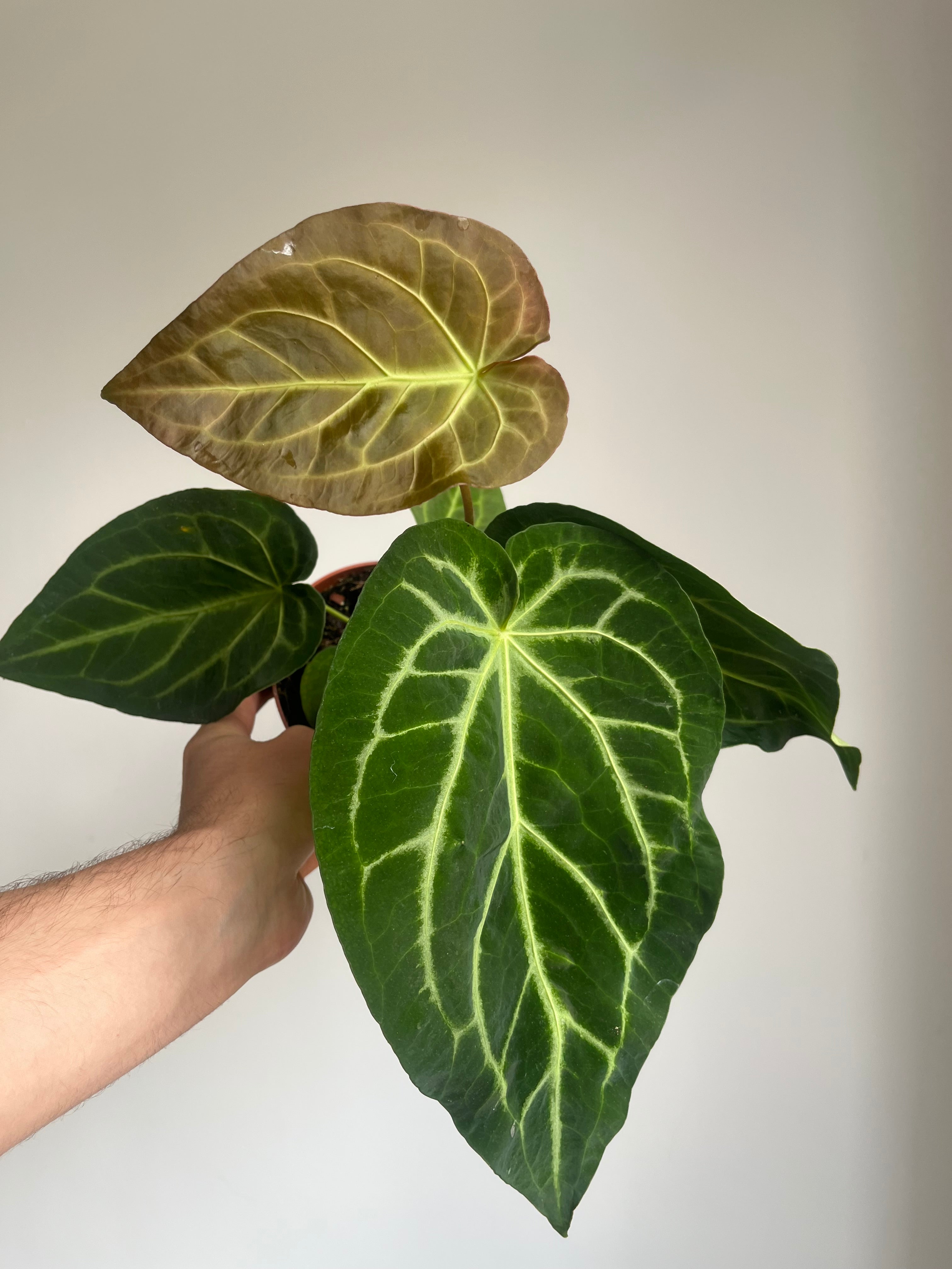 Anthurium magnificum