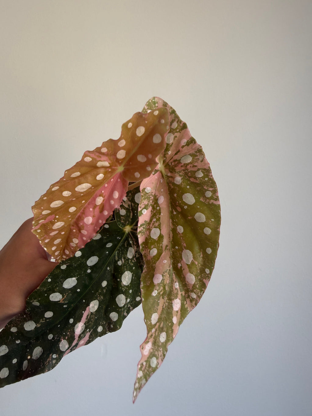 Begonia Maculata ‘pink’ #9
