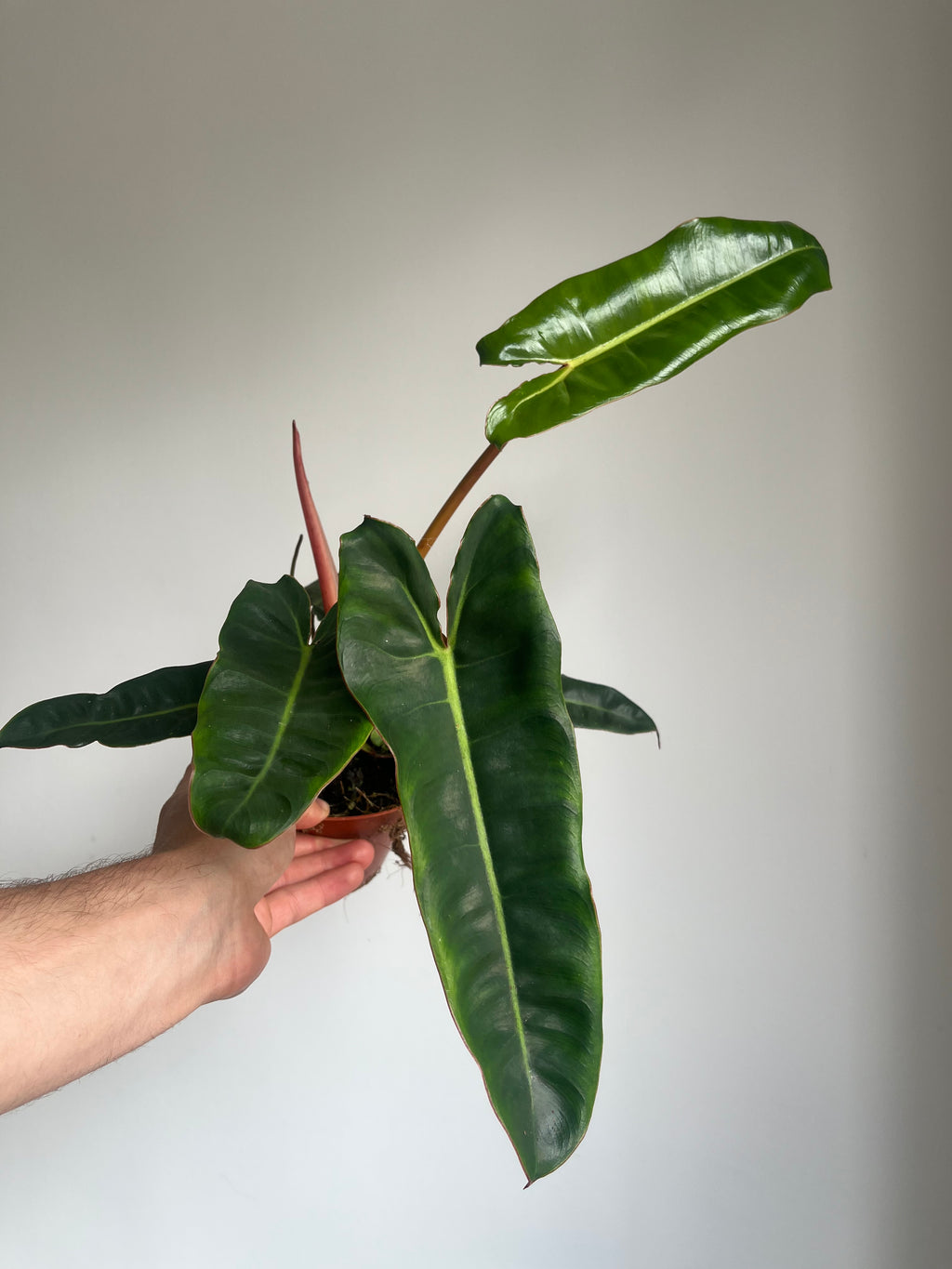 Philodendron billietiae