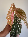 Begonia Maculata ‘pink’ #9