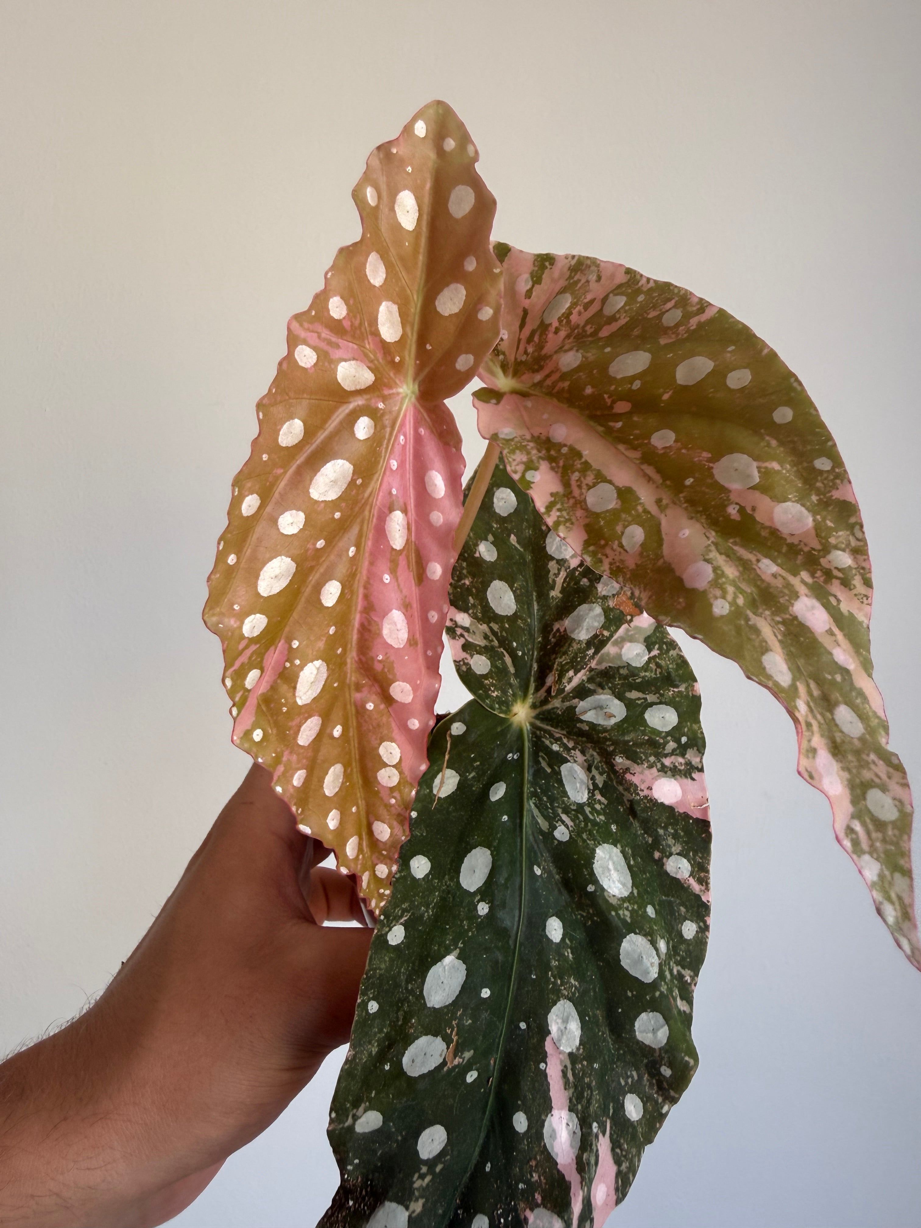 Begonia Maculata ‘pink’ #9