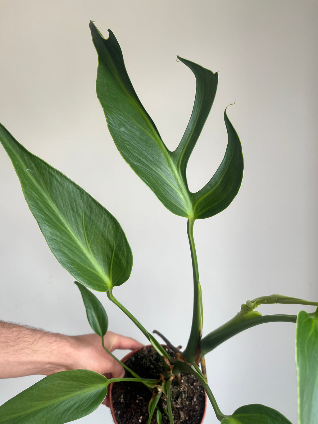 Monstera 'Burle Marx Flame' (Large)