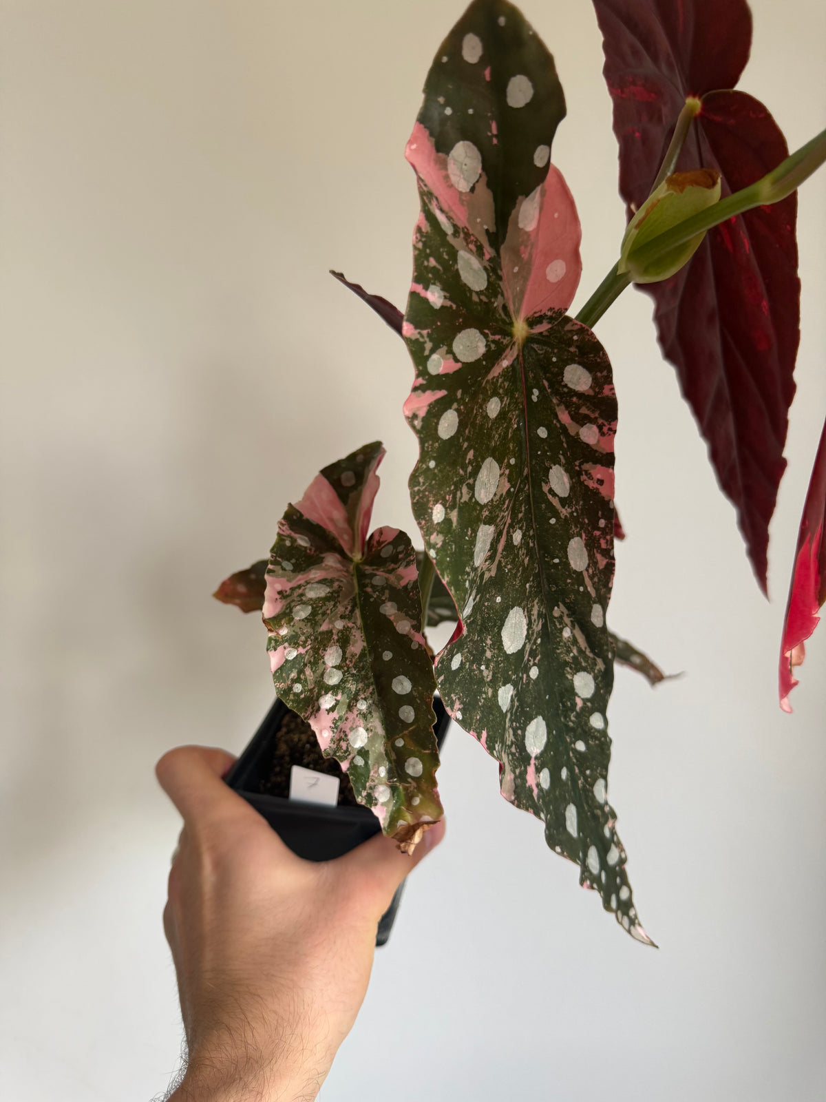 Begonia Maculata pink variegated #5