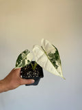 Alocasia frydek variegated (Small)