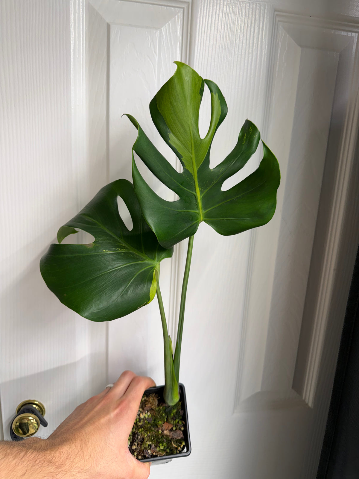 XL Monstera Lime lightning