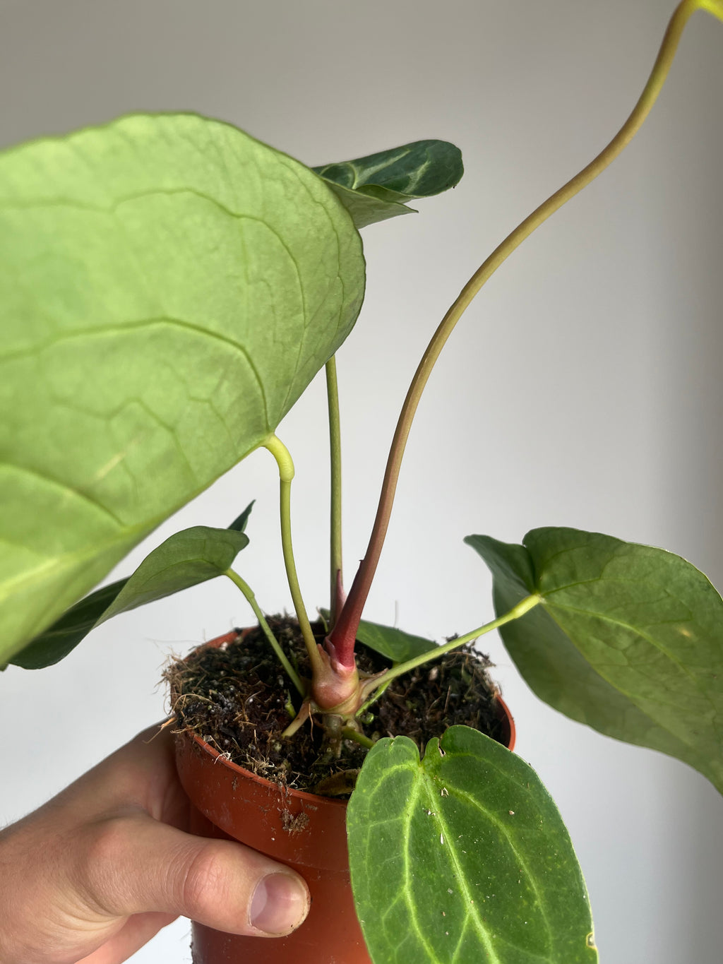 Anthurium magnificum