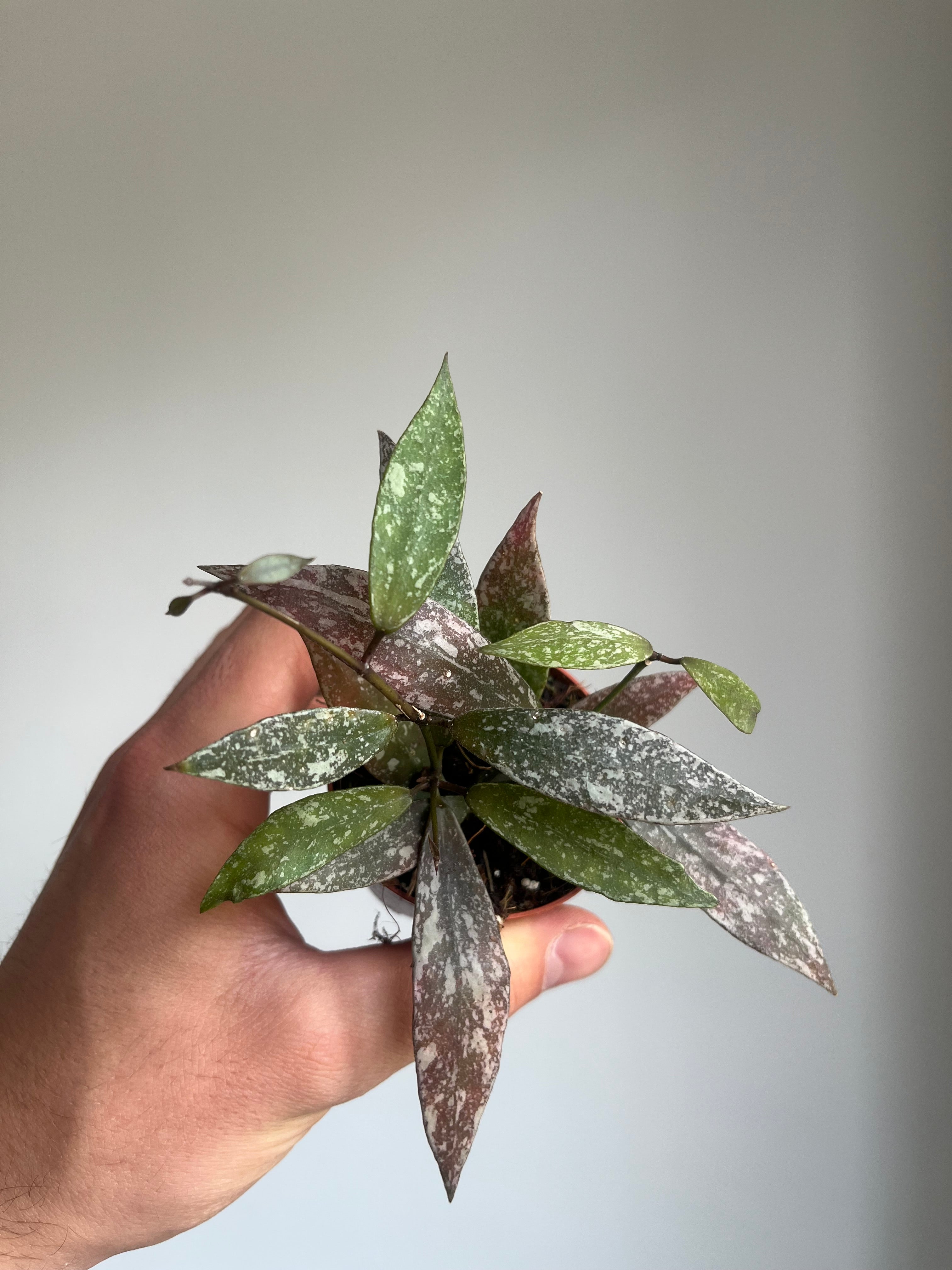 Hoya Lacunosa sp Laos