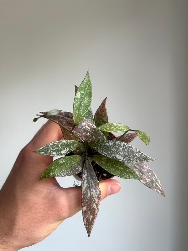 Hoya Lacunosa sp Laos