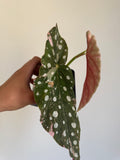 Begonia Maculata ‘pink’ #3