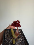 Begonia 'Red fred ' small