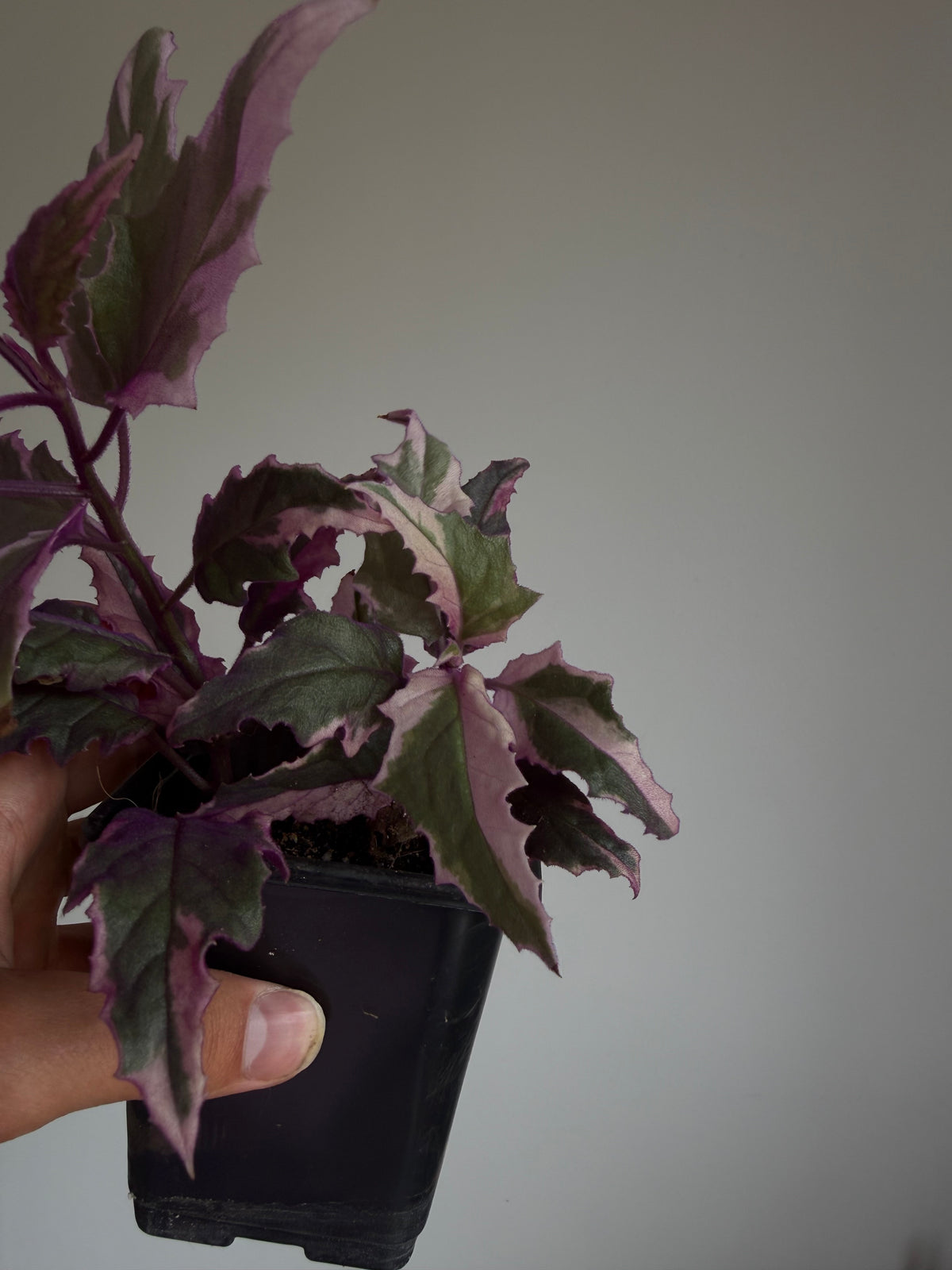 Variegated Gynura Aurantiaca 'Velvet plant'