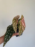 Begonia Maculata ‘pink’ #6
