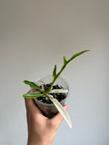 Philodendron tortum 'Albo'
