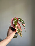 Begonia Maculata ‘pink’ #5