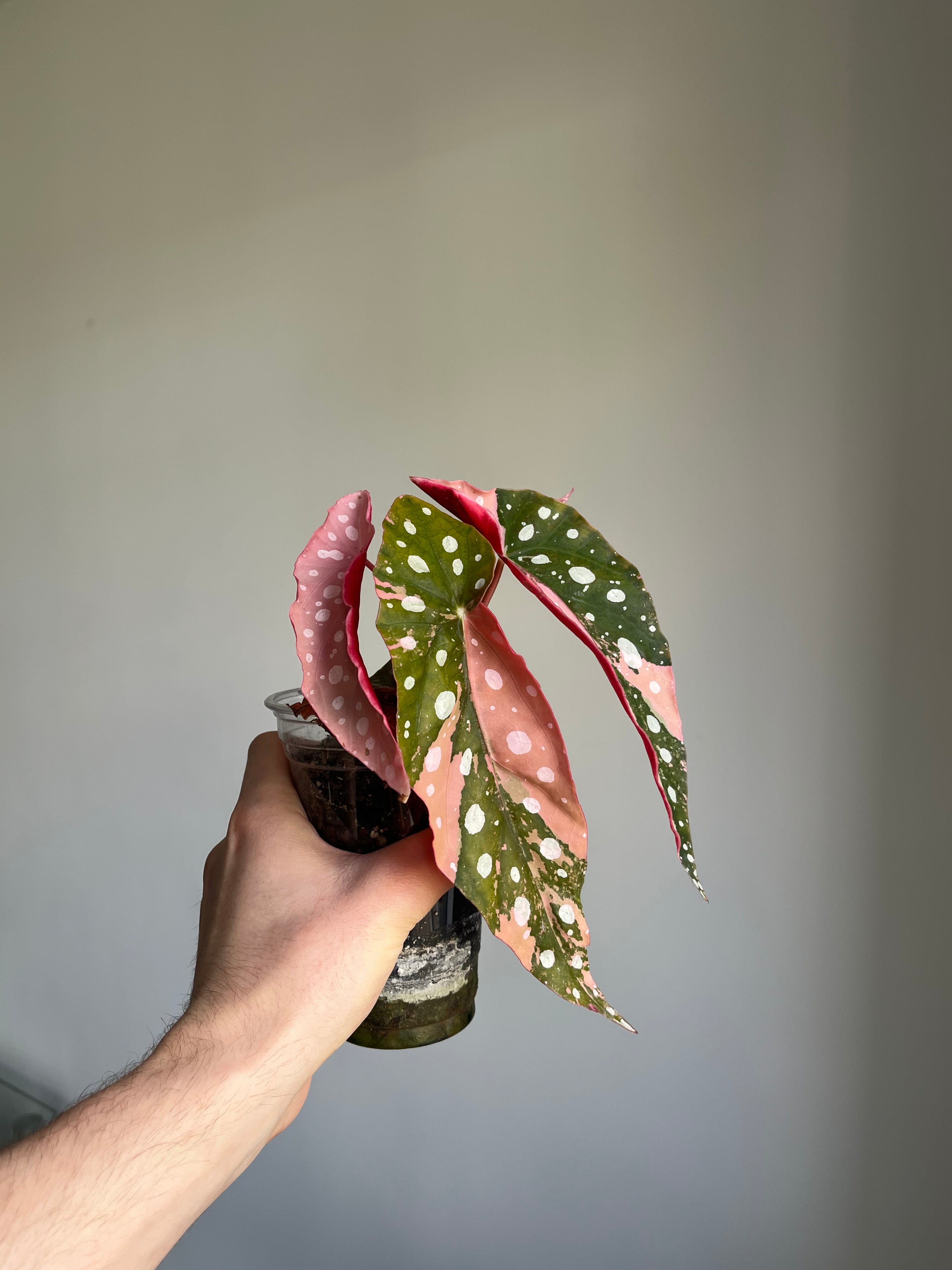 Begonia Maculata ‘pink’ #5