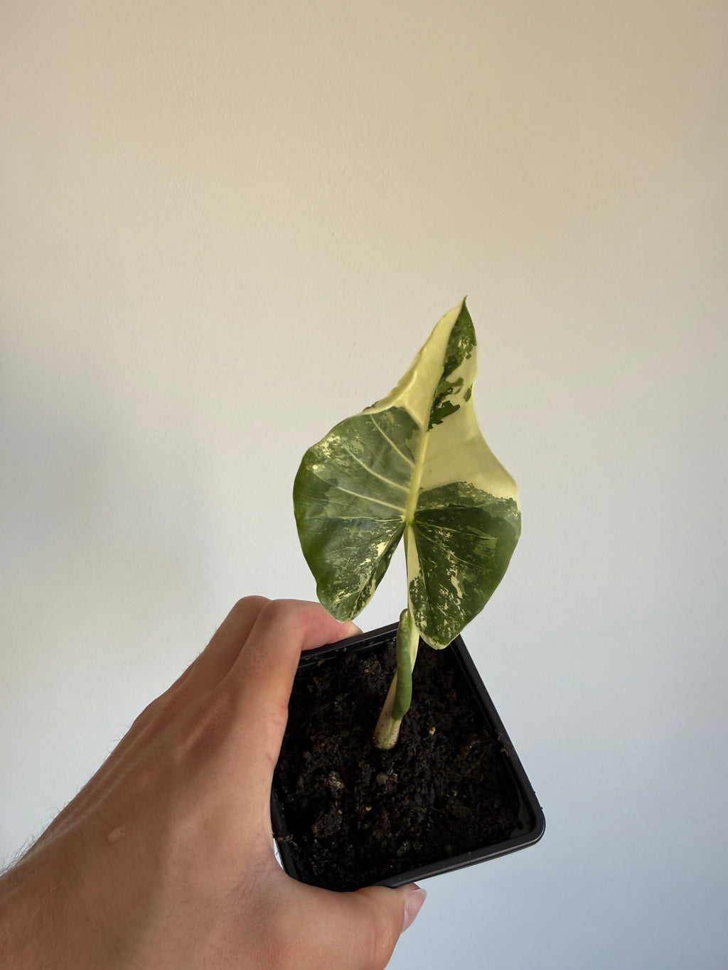 Alocasia macrorrhiza 'Variegata' Small size