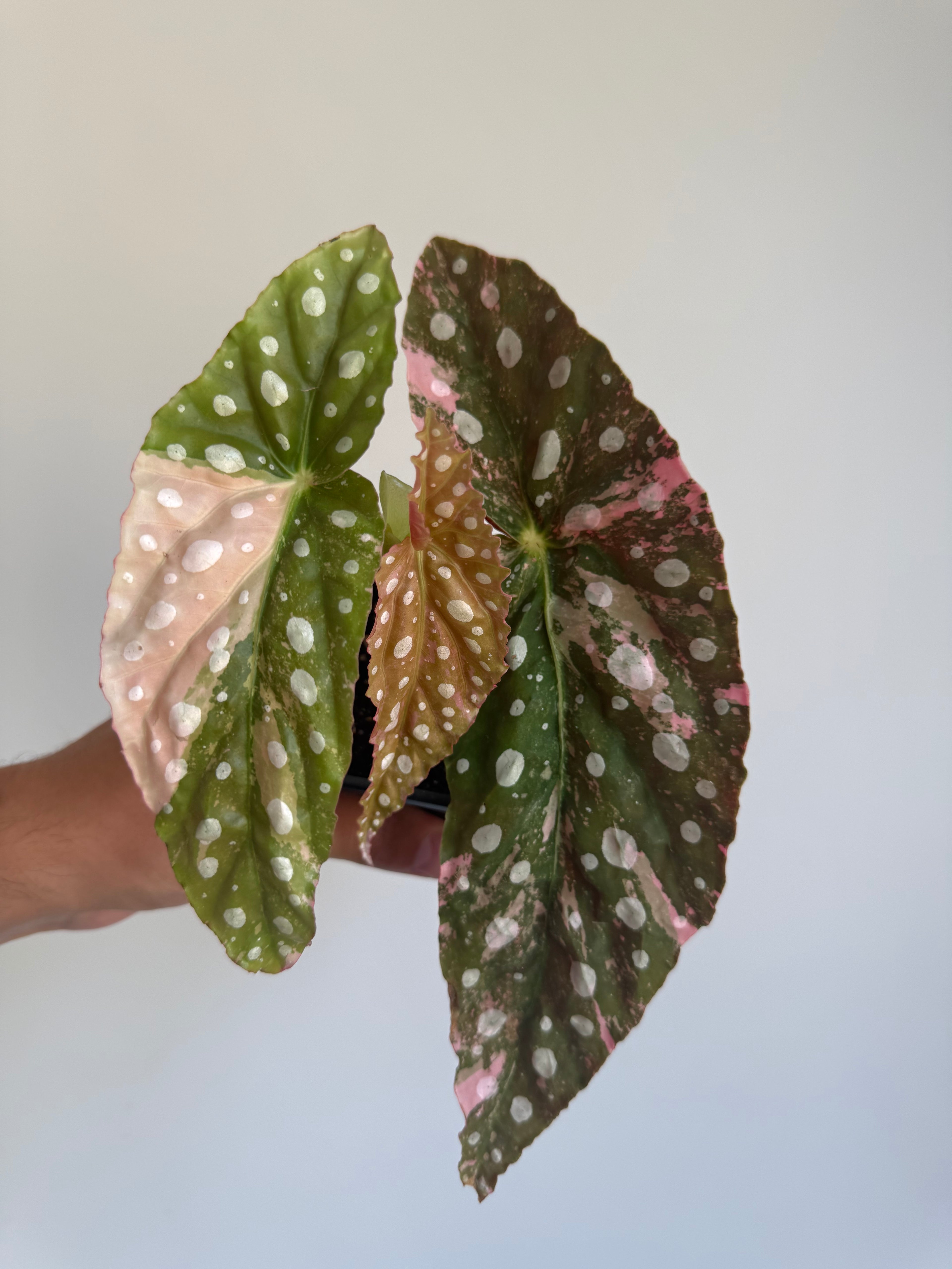 Begonia Maculata ‘pink’ #8