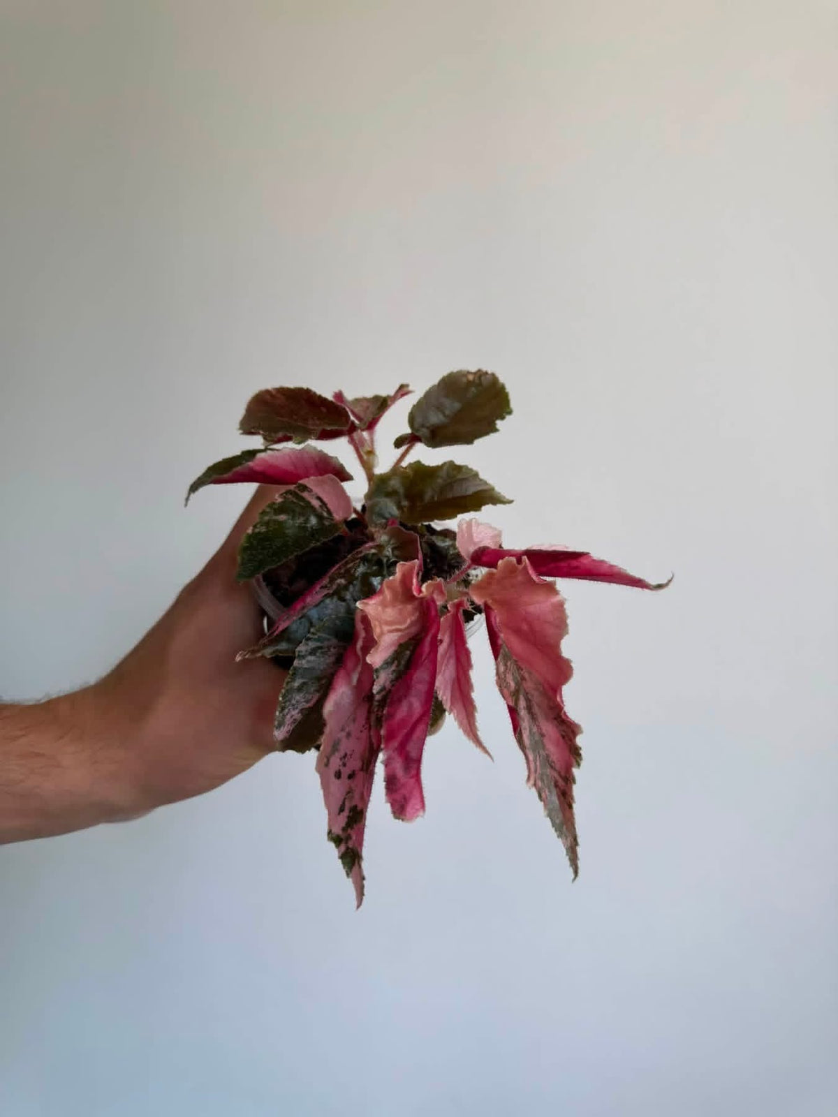 Begonia Ginny Galaxy