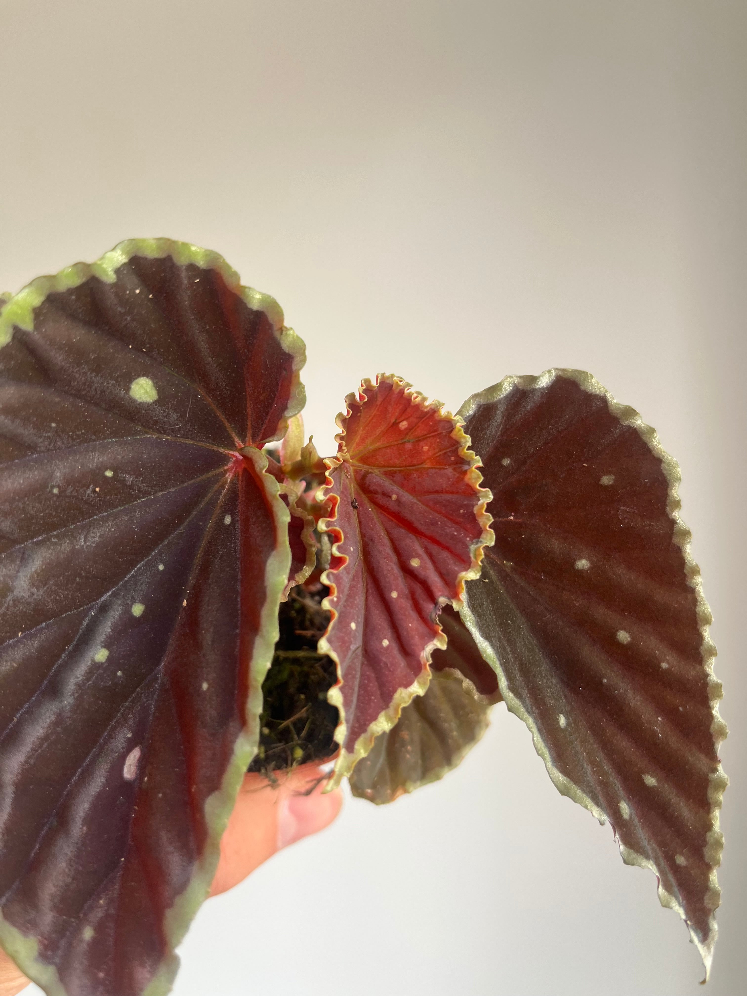 Begonia Darthvaderiana 'Green spots'