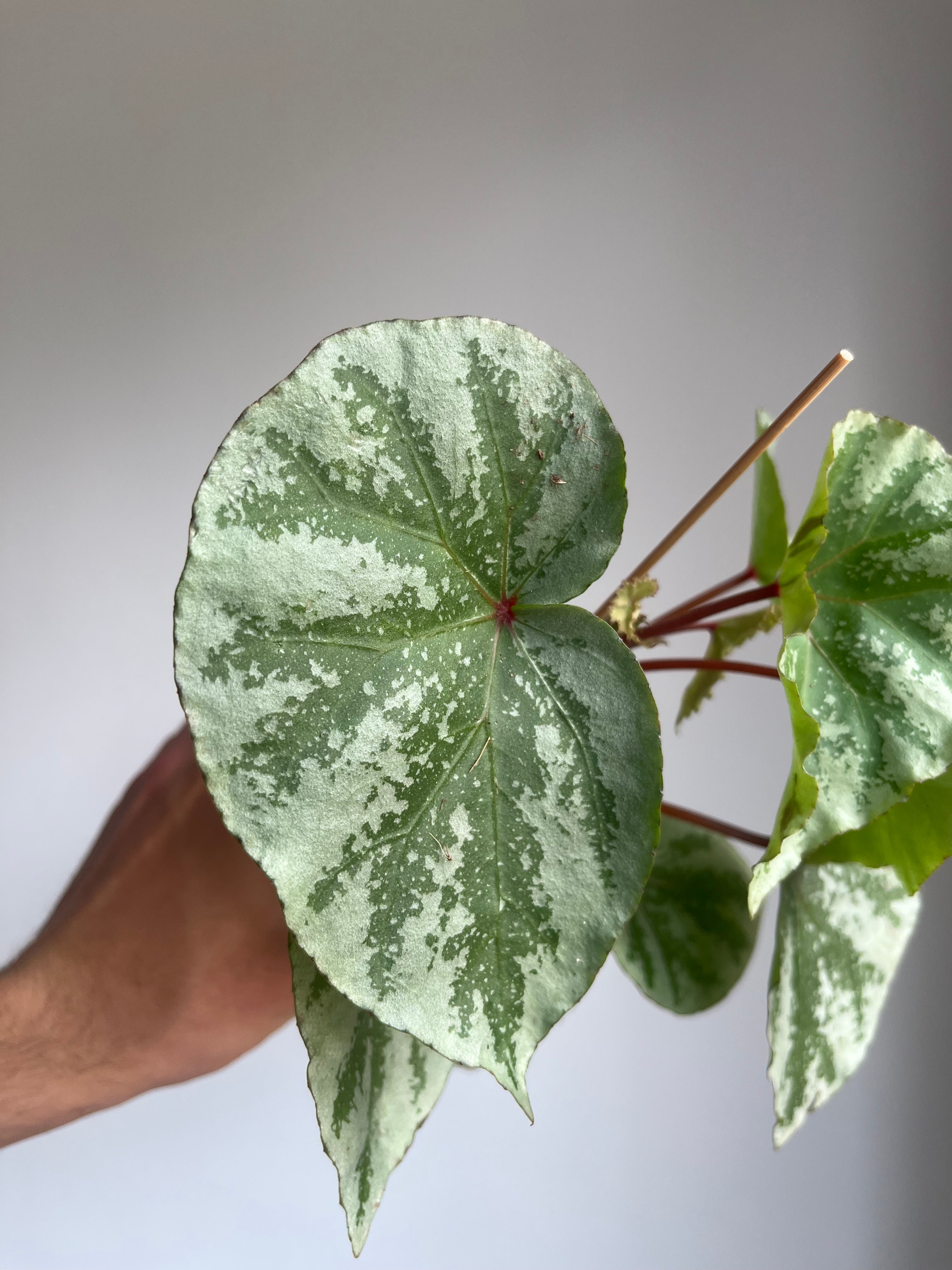 Begonia 'Temuyuk Silver'