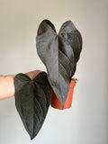 Anthurium 'Queen of Hearts'