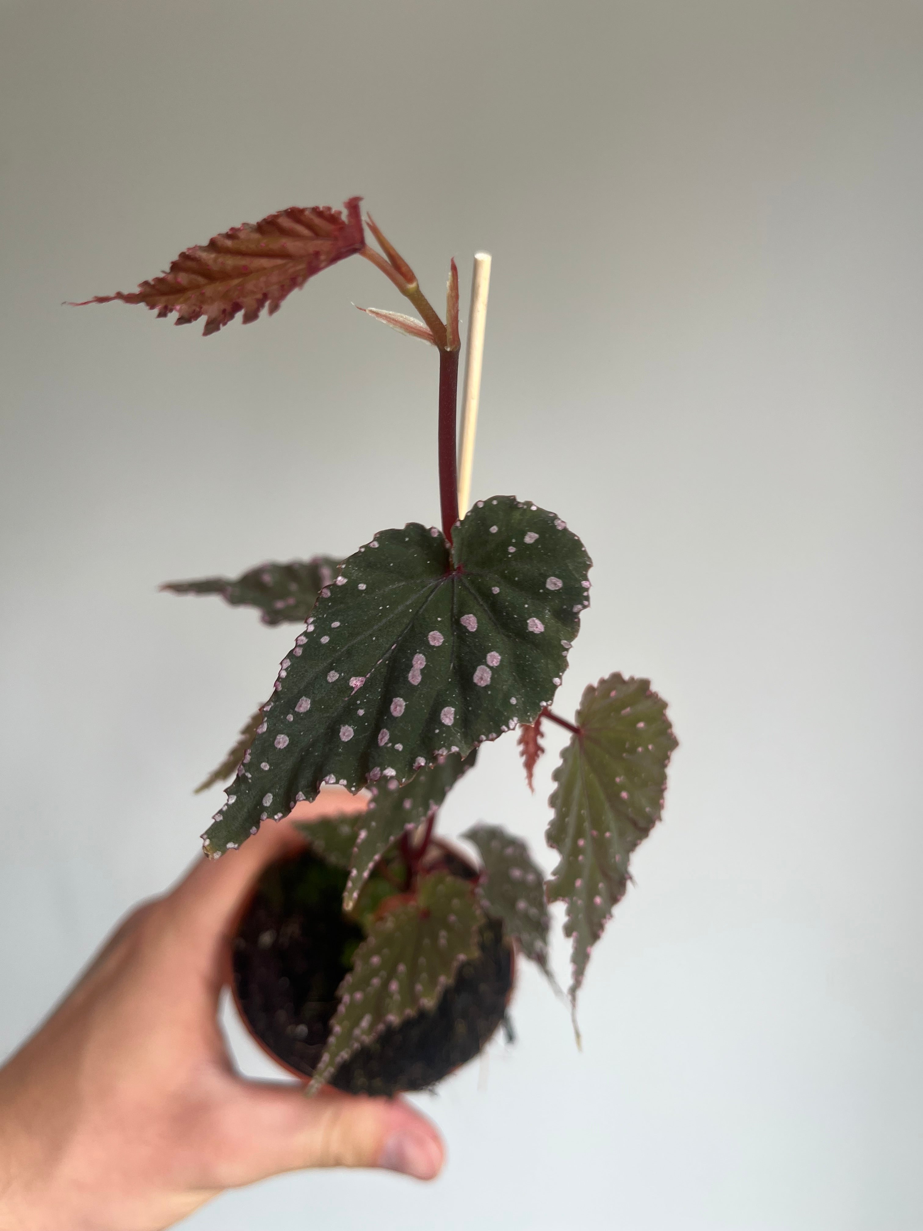 Begonia 'Sumatra Spotted'