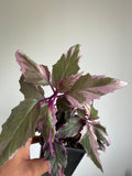 Variegated Gynura Aurantiaca 'Velvet plant'