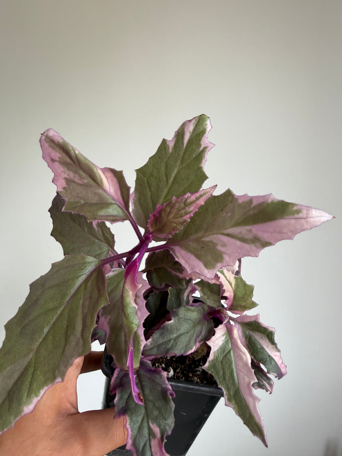 Variegated Gynura Aurantiaca 'Velvet plant'