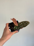 Begonia Maculata ‘pink’ #7