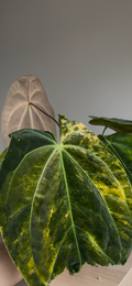 Anthurium papillilaminum x Green Mamba Variegated