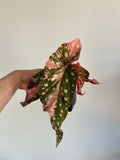 Begonia Maculata ‘pink’ #6