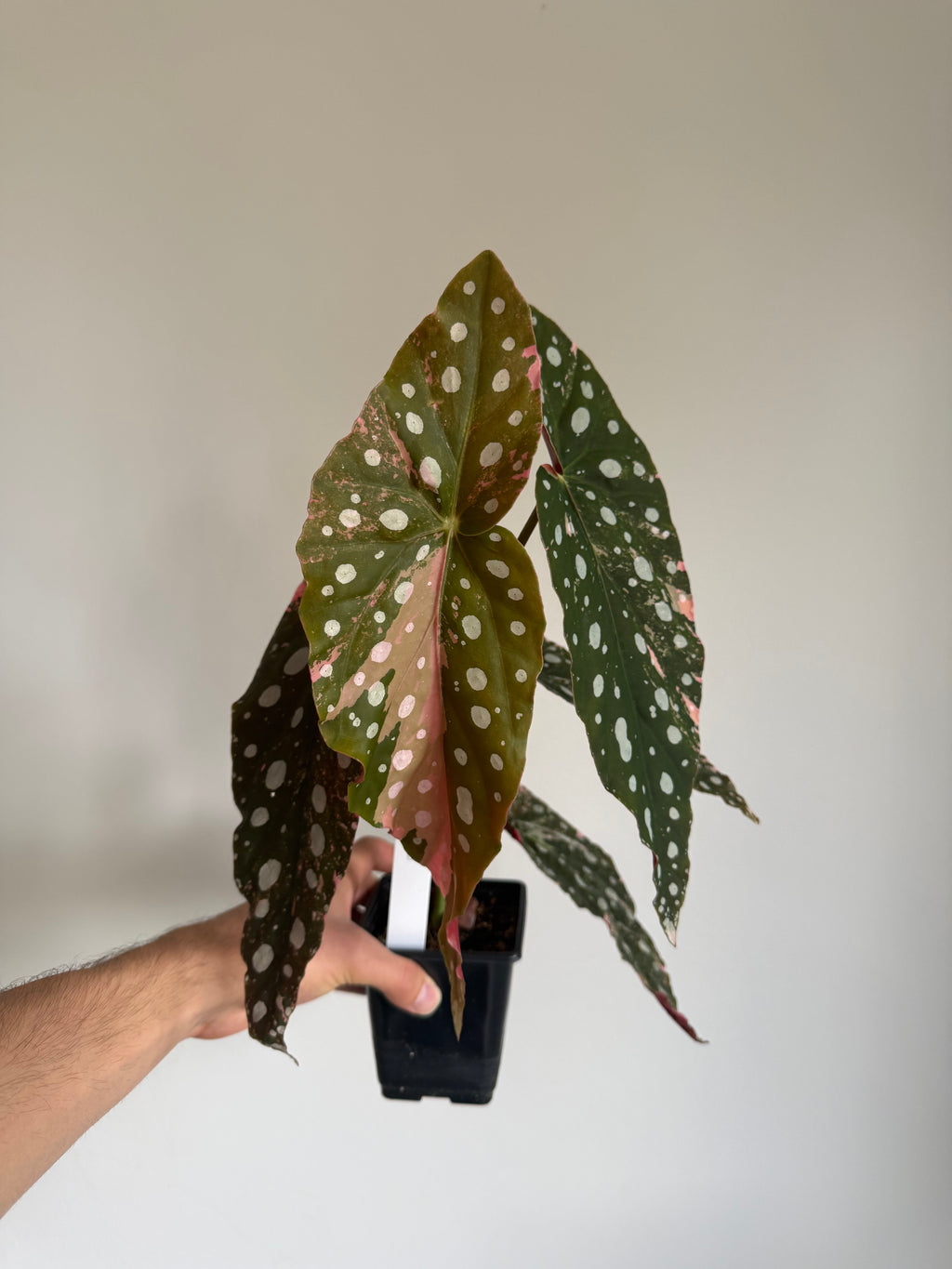 Begonia Maculata pink variegated #8