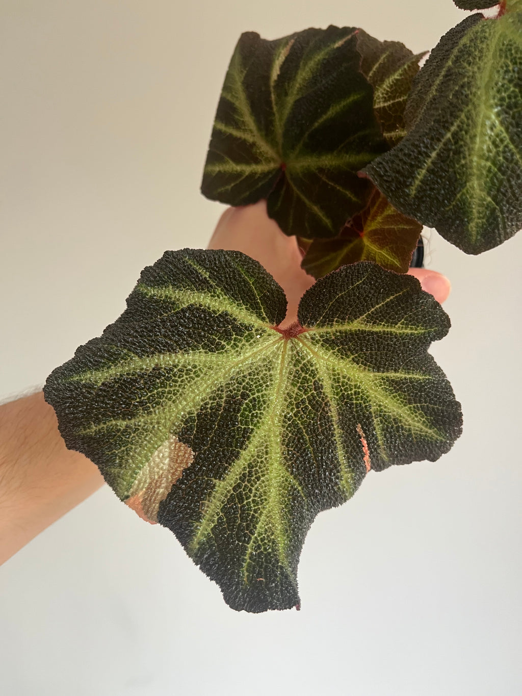 Begonia Soli Mutata (low variegated).