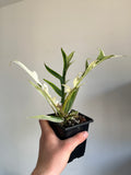 Philodendron Tortum Albo variegated