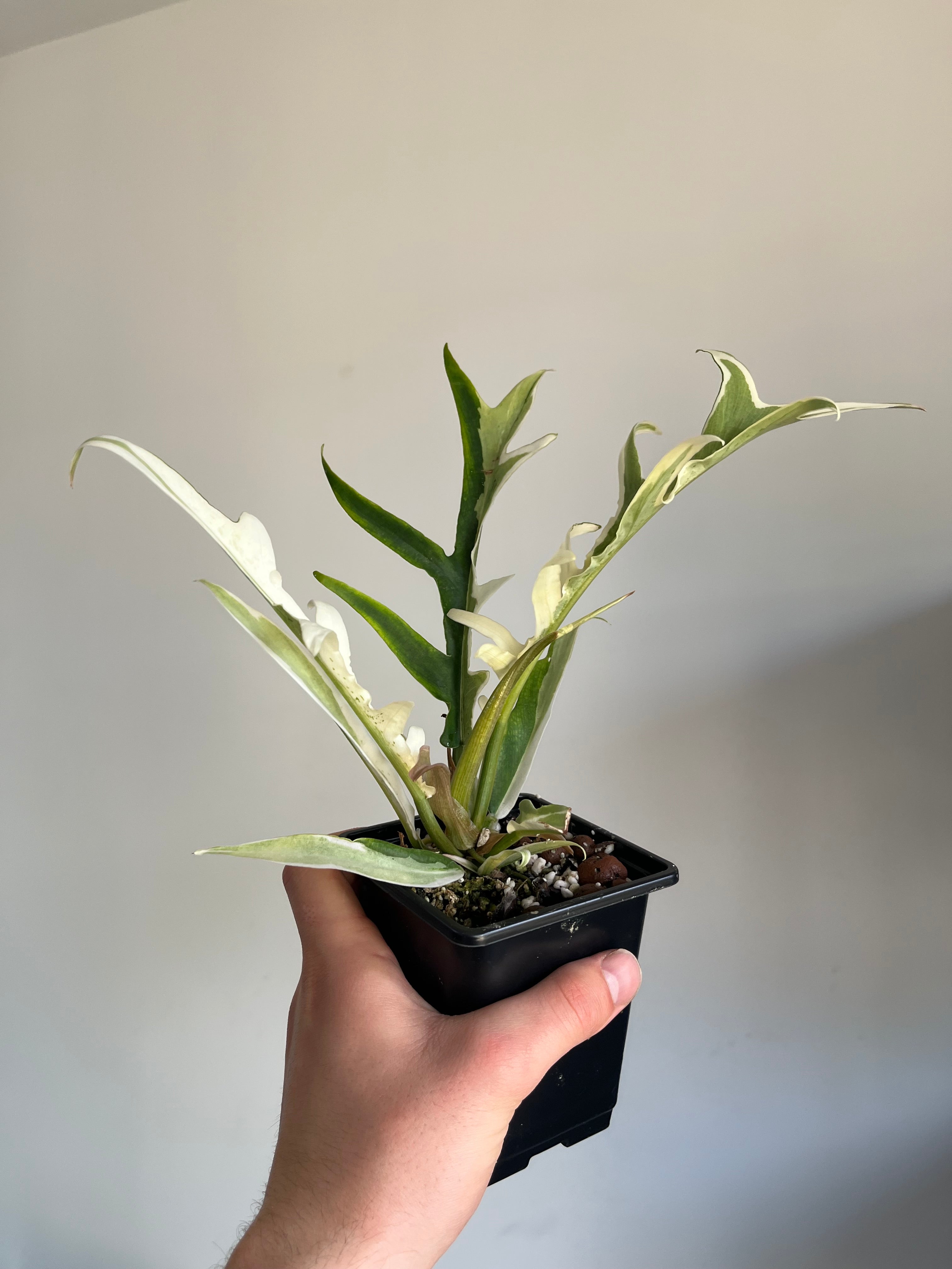 Philodendron Tortum Albo variegated