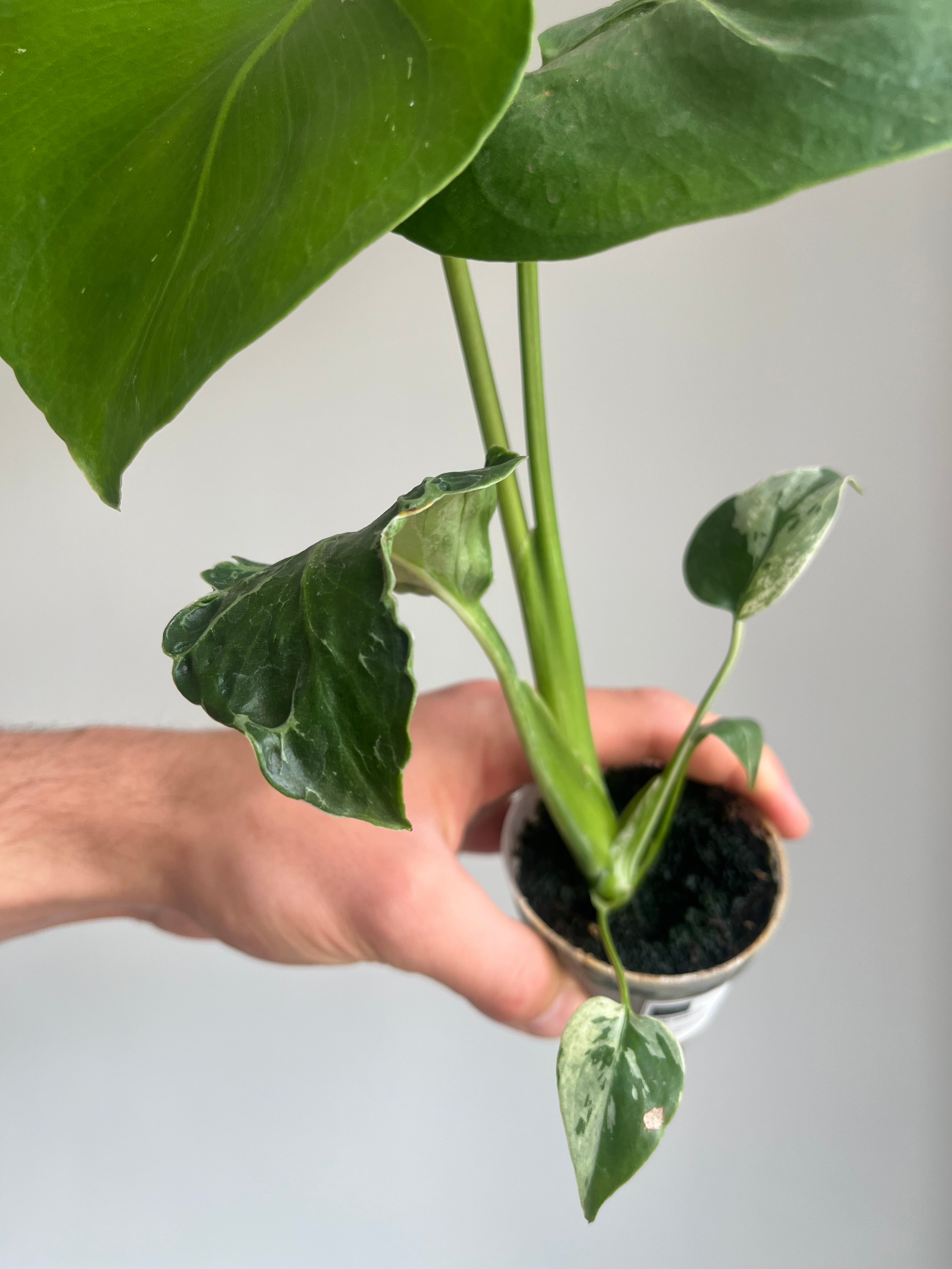 Monstera 'Bulbasaur' low variegation