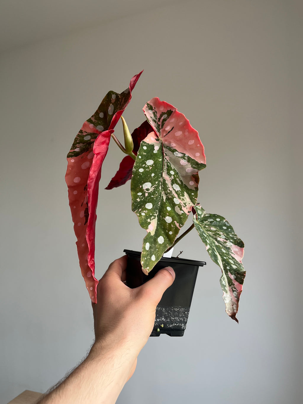 Begonia Maculata ‘pink’ #8