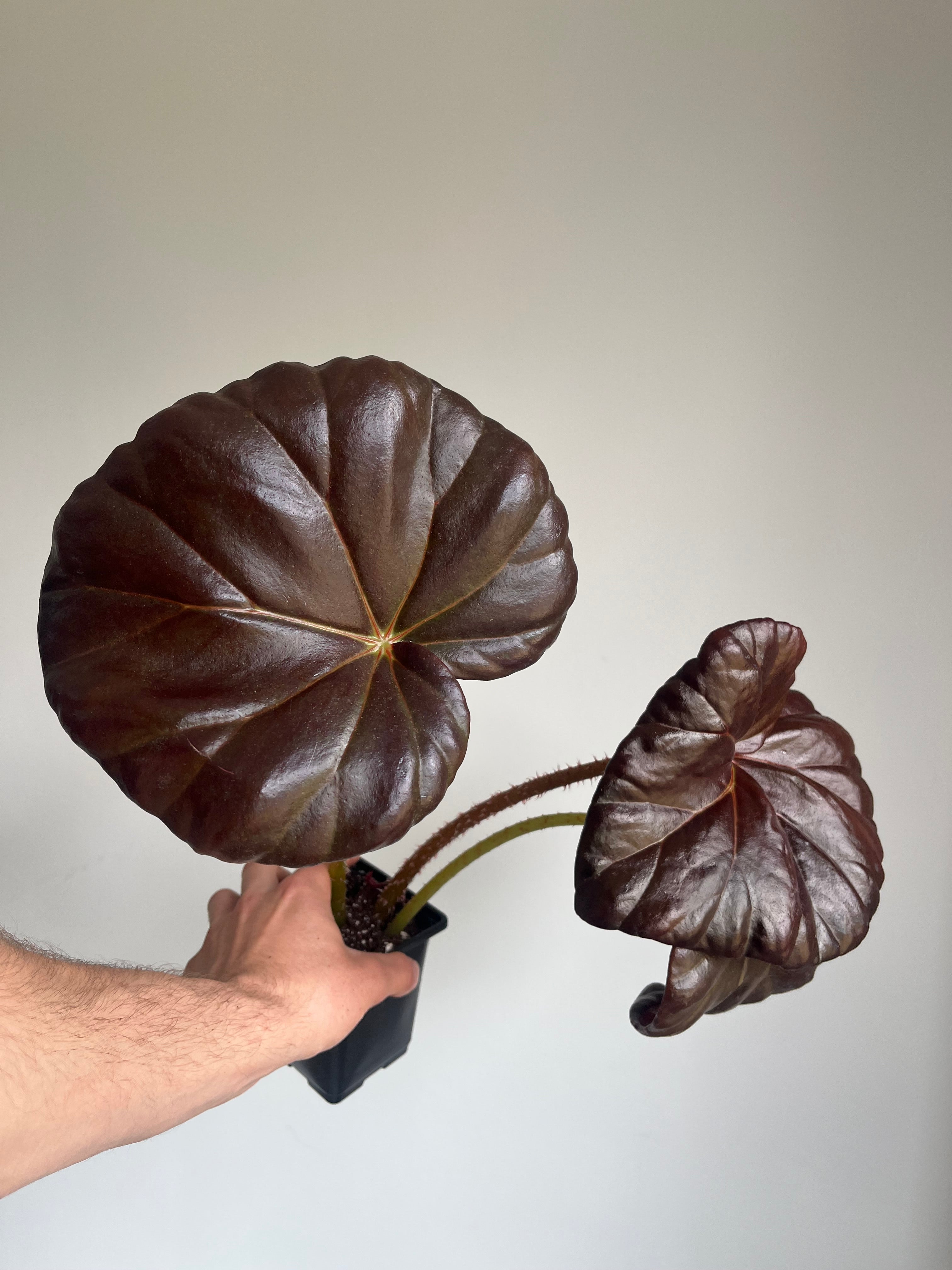 Begonia 'Red fred '